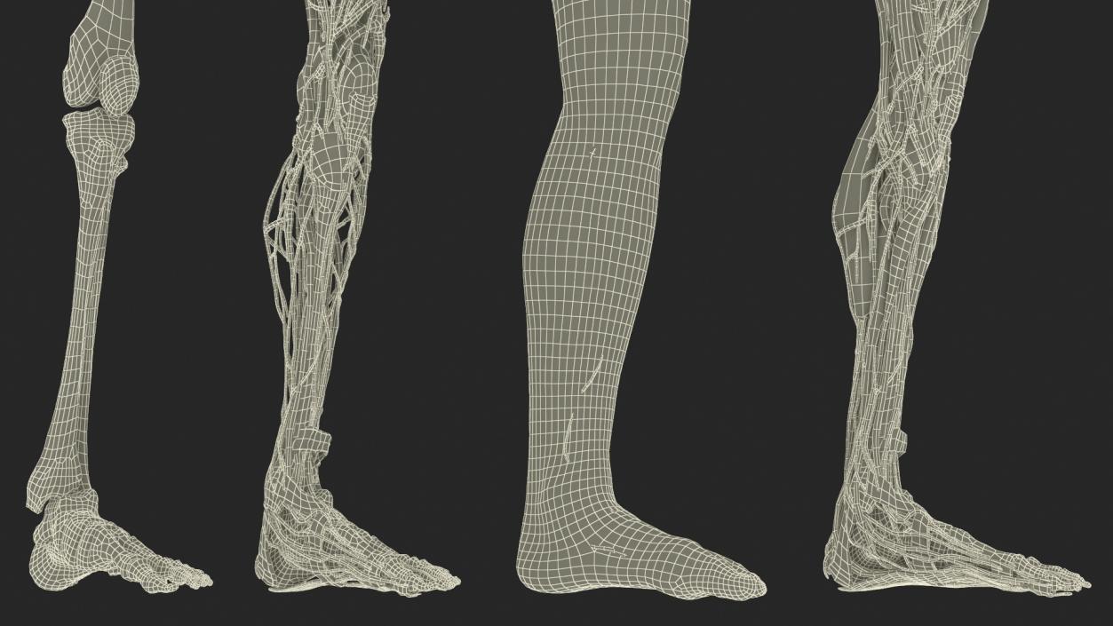 3D Male Leg Realistic Anatomy