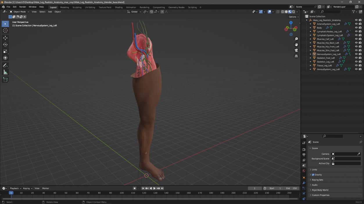 3D Male Leg Realistic Anatomy