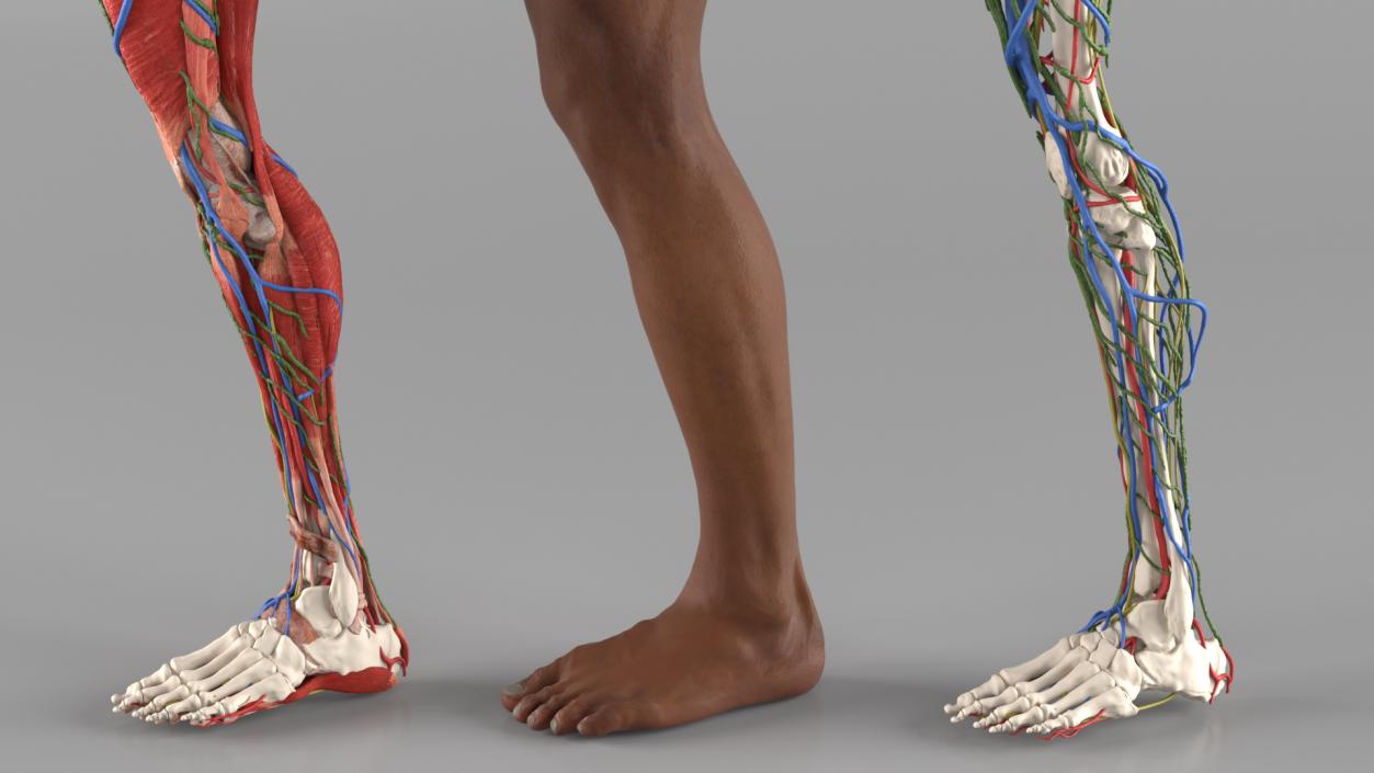 3D Male Leg Realistic Anatomy