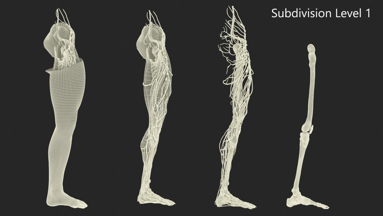 3D Male Leg Realistic Anatomy