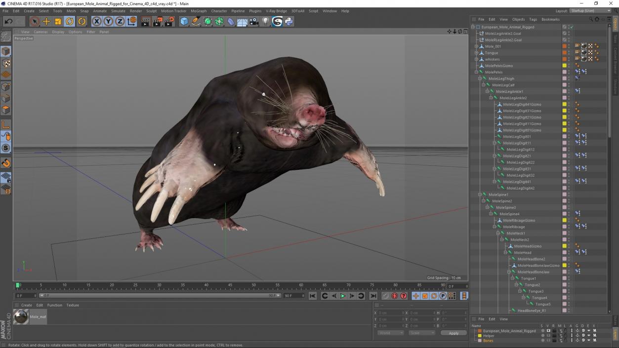 3D European Mole Animal Rigged for Cinema 4D