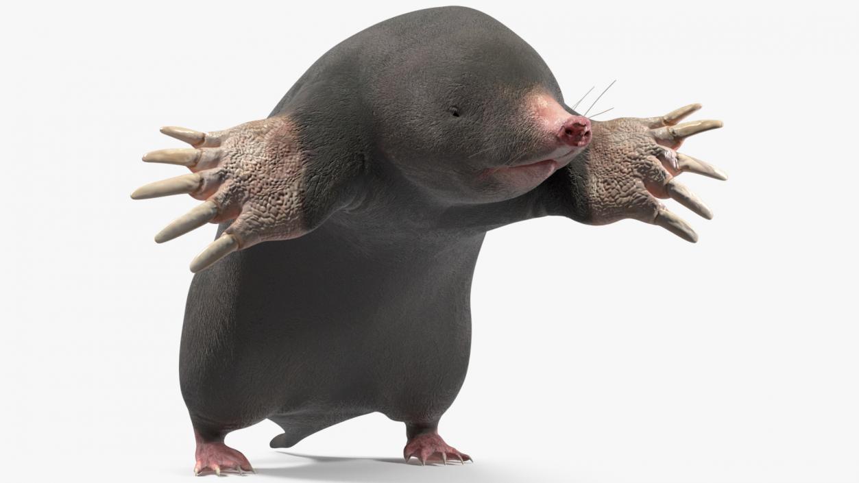 3D European Mole Animal Rigged for Cinema 4D