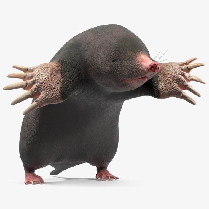 3D European Mole Animal Rigged for Cinema 4D