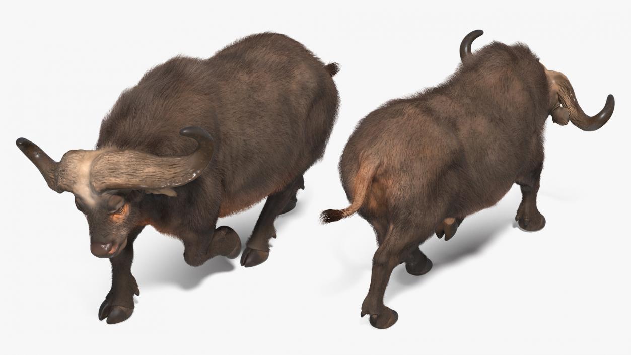 African Buffalo Attacking Pose with Fur 3D model