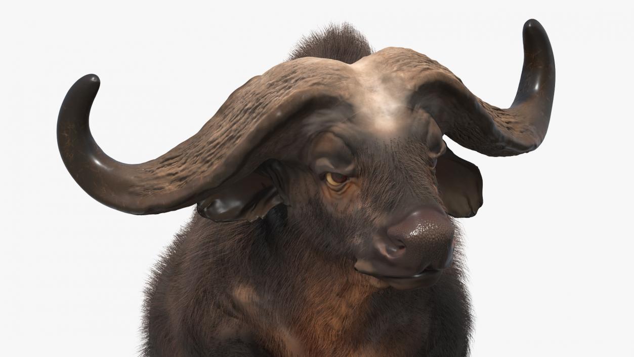 African Buffalo Attacking Pose with Fur 3D model