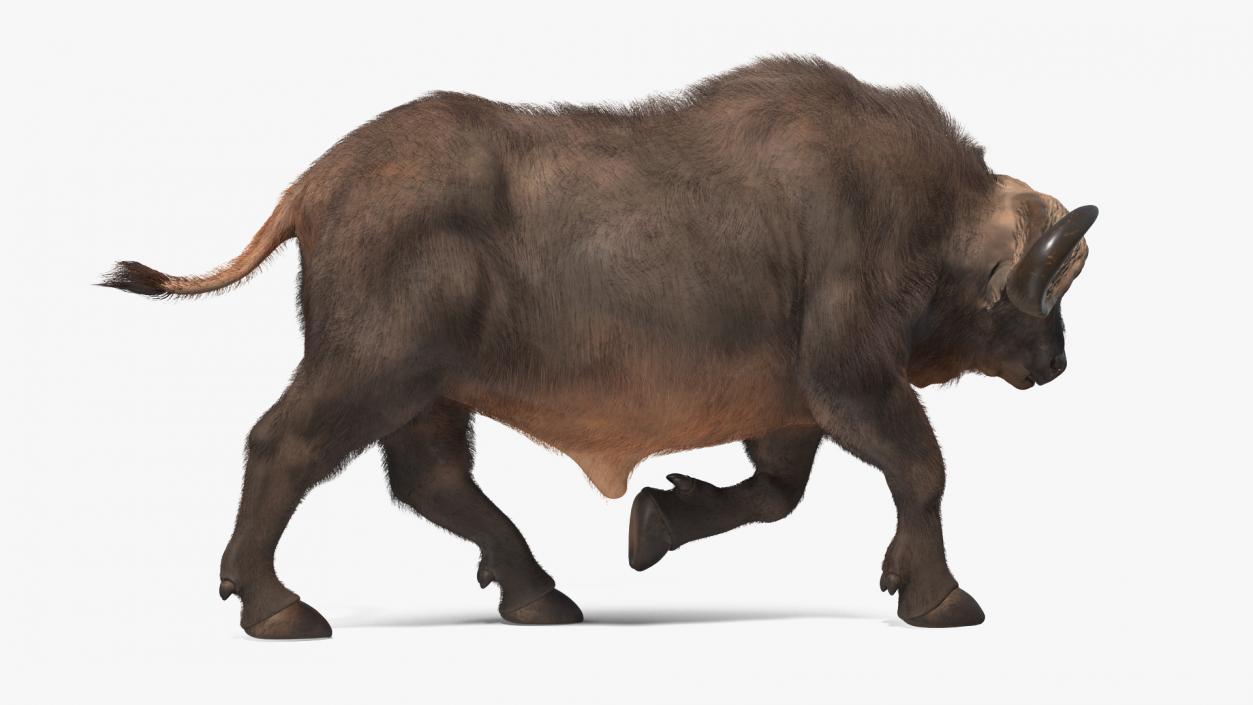 African Buffalo Attacking Pose with Fur 3D model