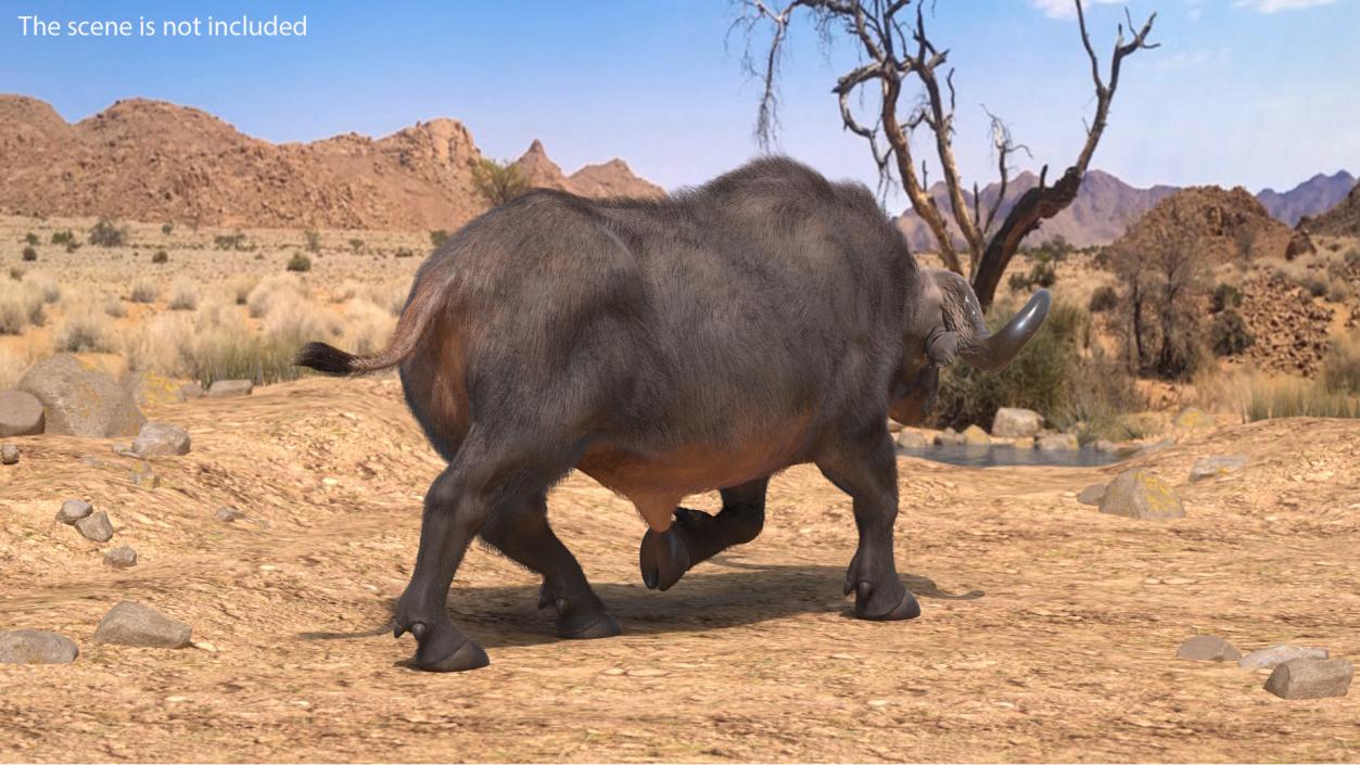 African Buffalo Attacking Pose with Fur 3D model