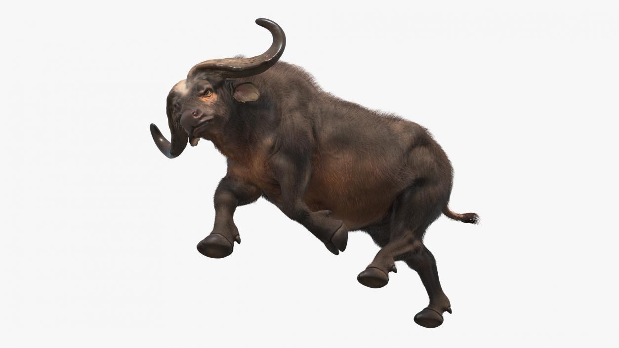 African Buffalo Attacking Pose with Fur 3D model