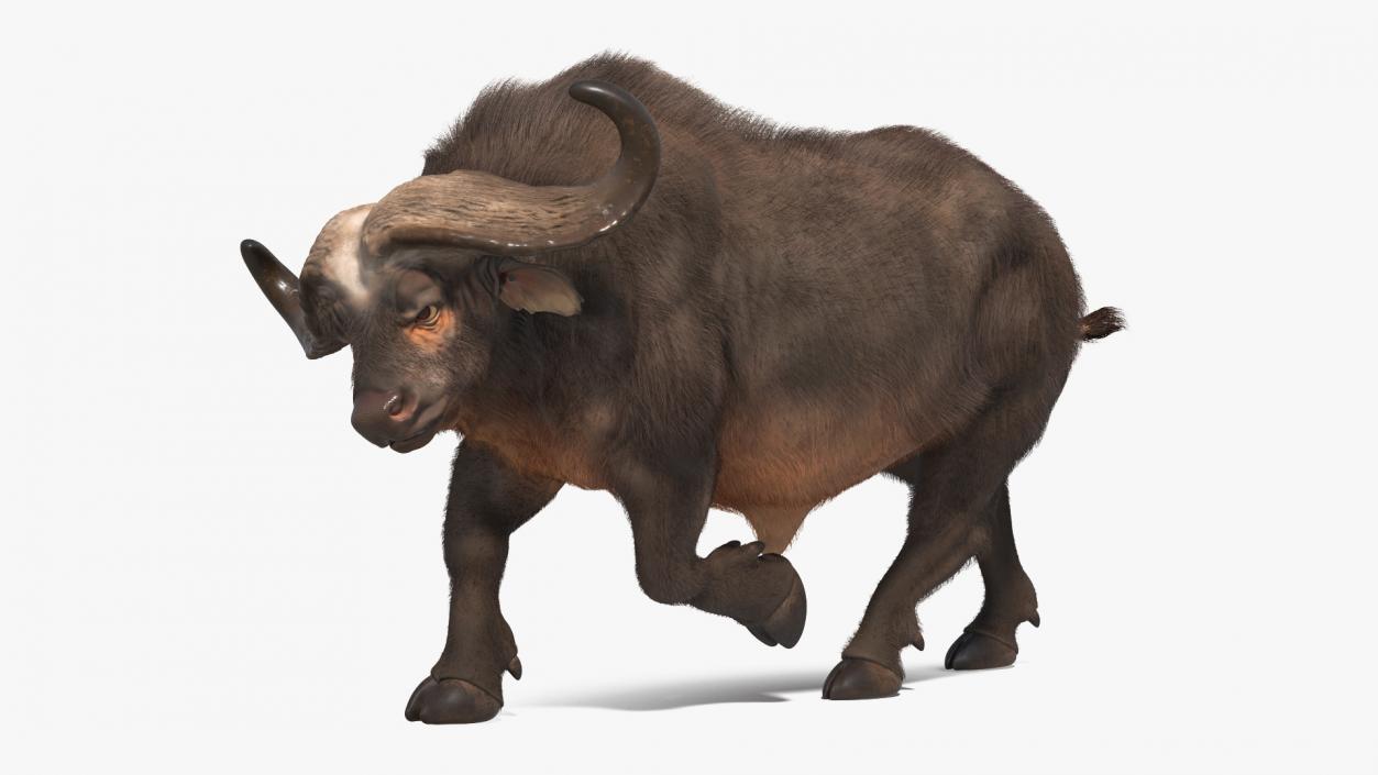 African Buffalo Attacking Pose with Fur 3D model