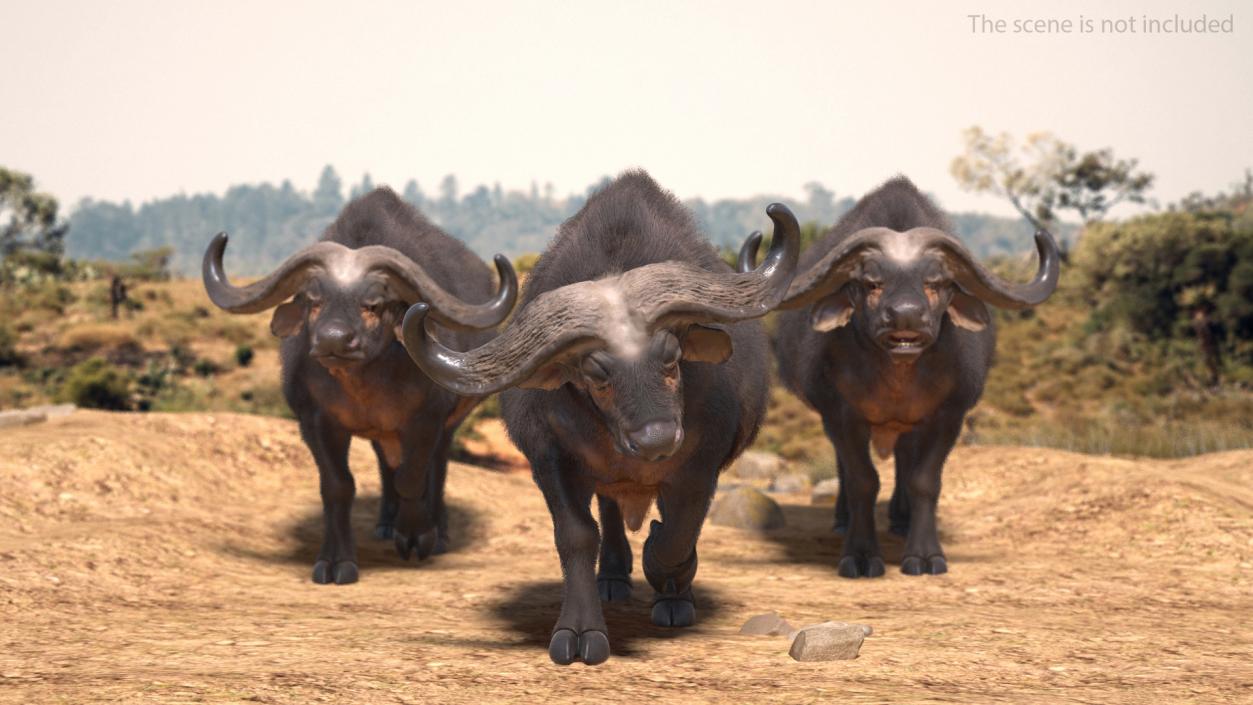 African Buffalo Attacking Pose with Fur 3D model