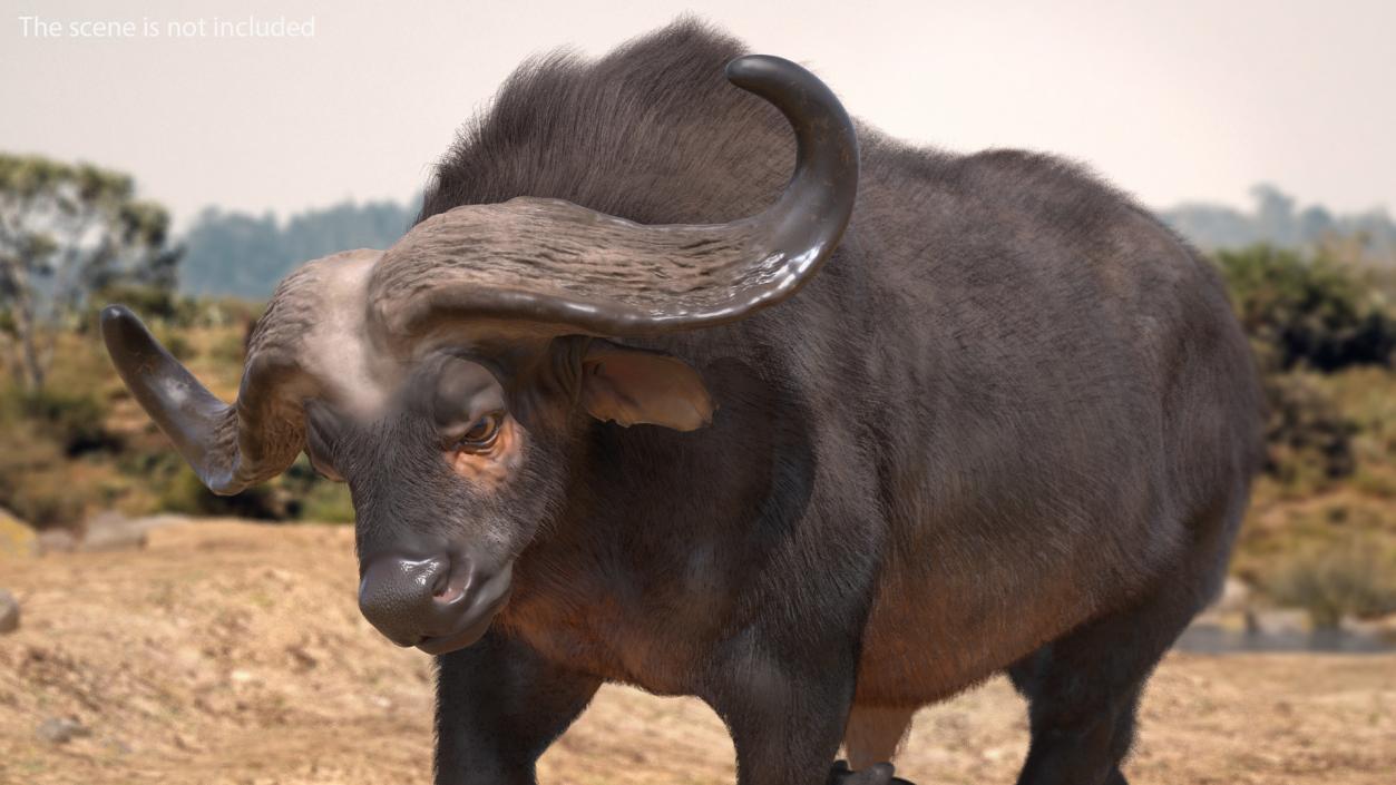 African Buffalo Attacking Pose with Fur 3D model