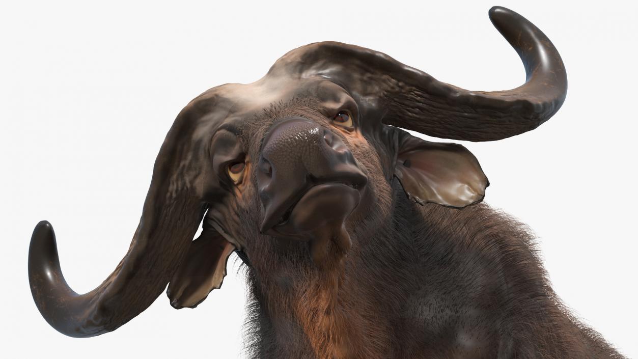 African Buffalo Attacking Pose with Fur 3D model