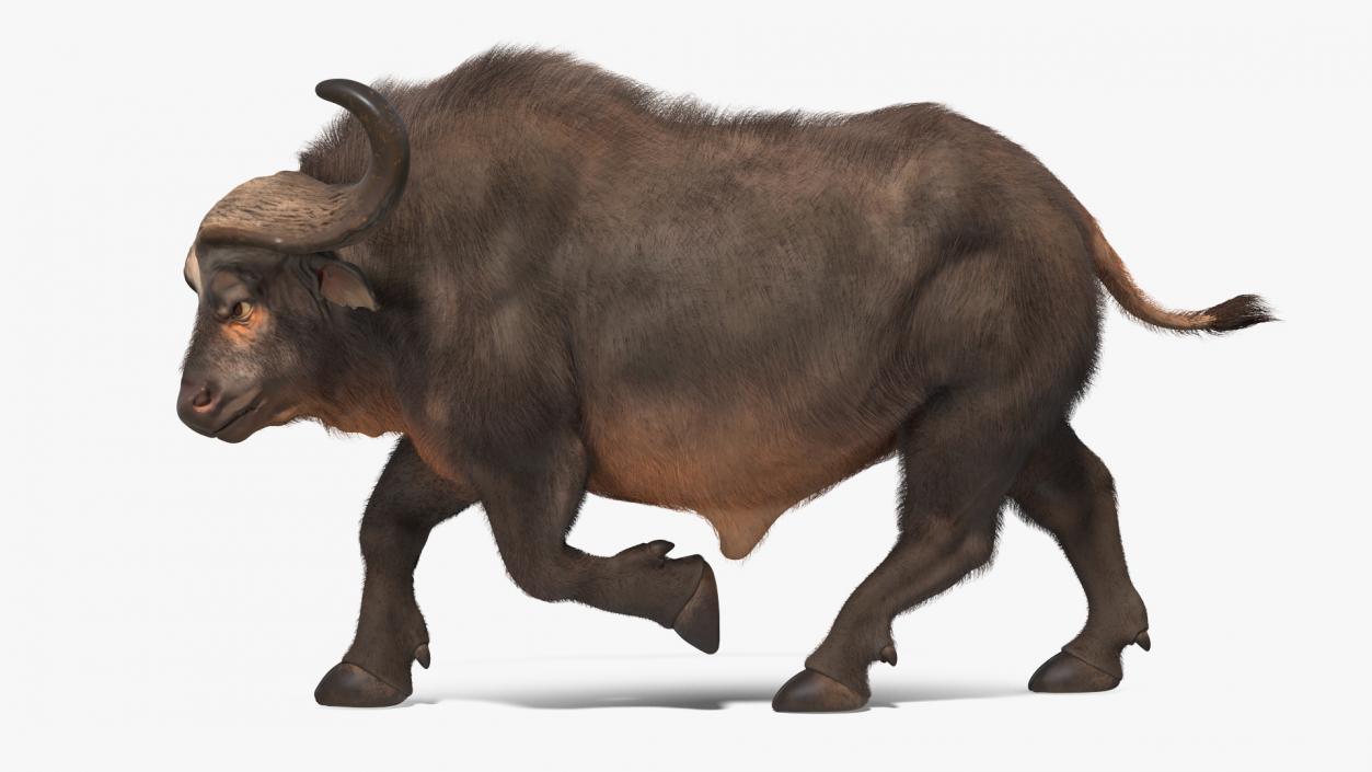 African Buffalo Attacking Pose with Fur 3D model