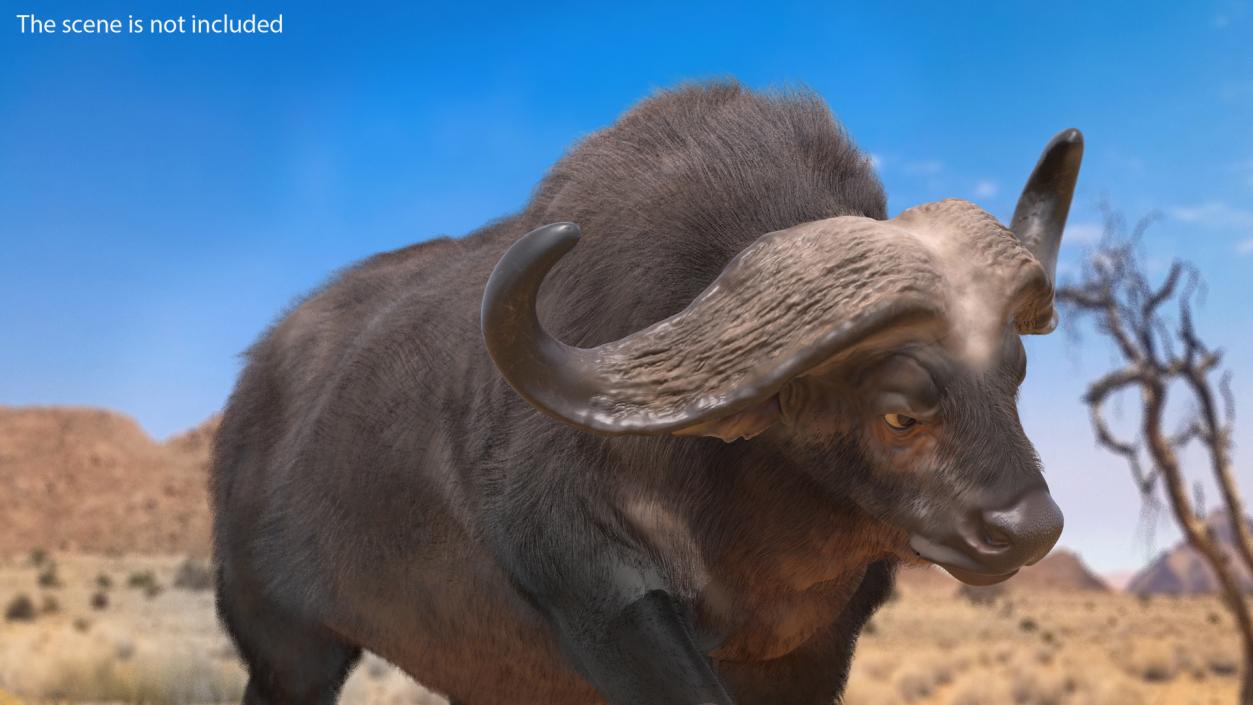 African Buffalo Attacking Pose with Fur 3D model