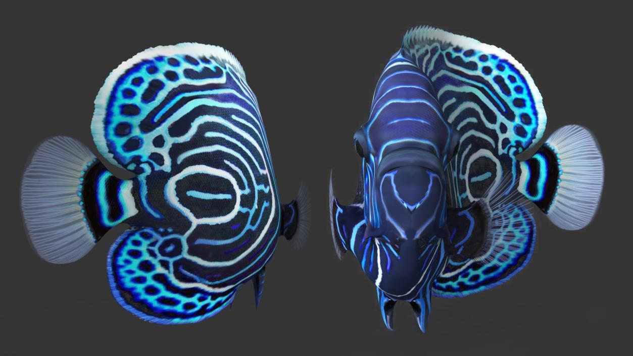 3D Pomacanthus Imperator Fish