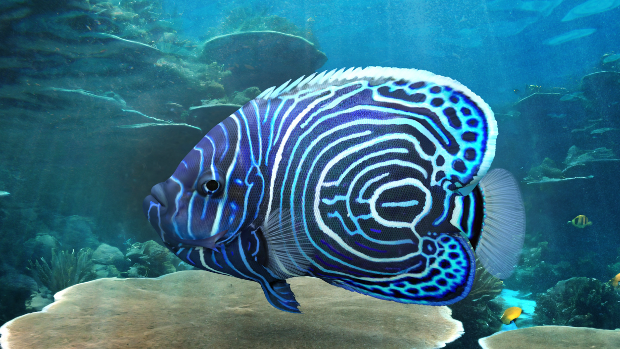 3D Pomacanthus Imperator Fish