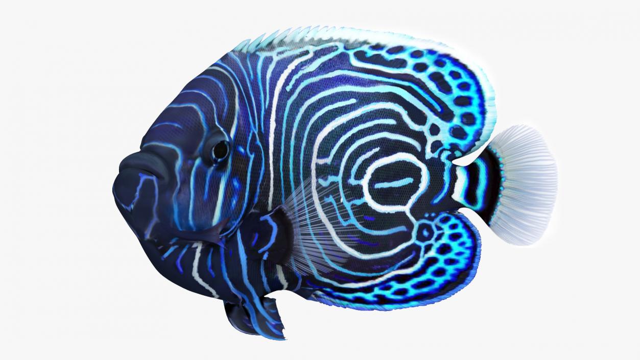 3D Pomacanthus Imperator Fish