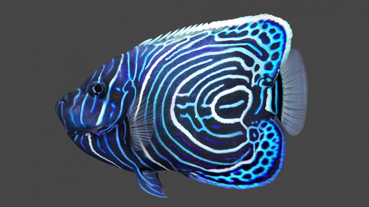 3D Pomacanthus Imperator Fish