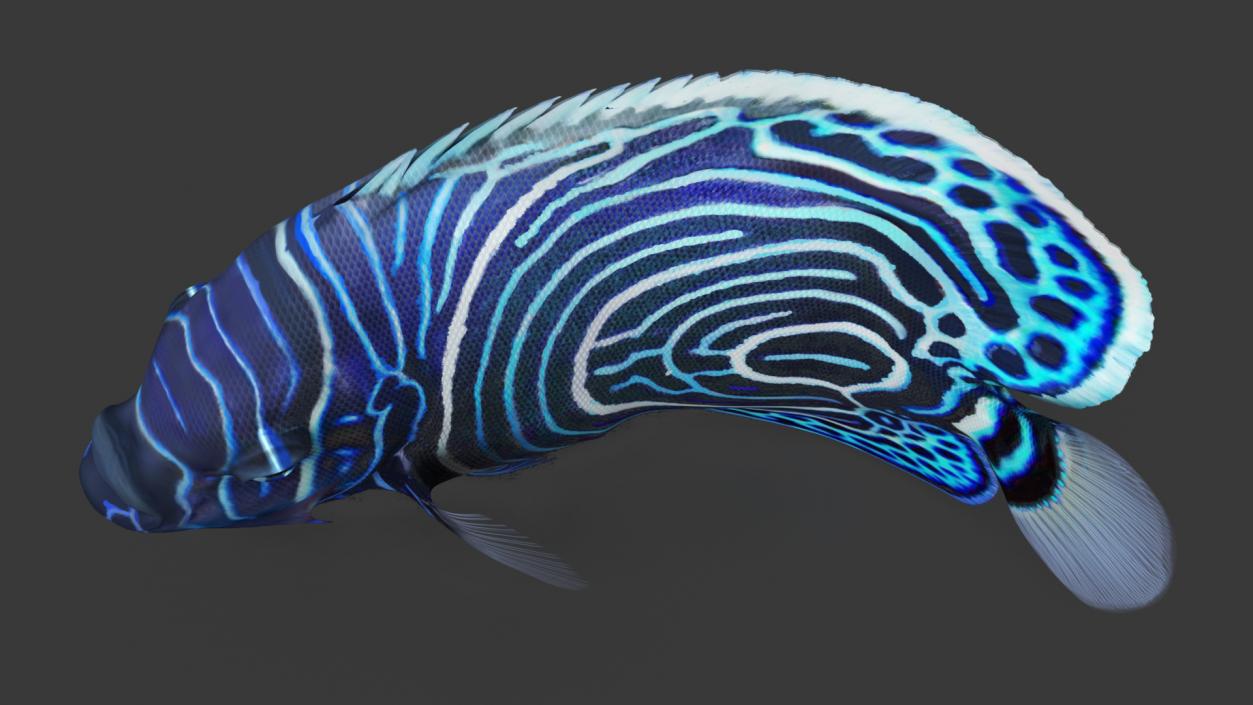 3D Pomacanthus Imperator Fish