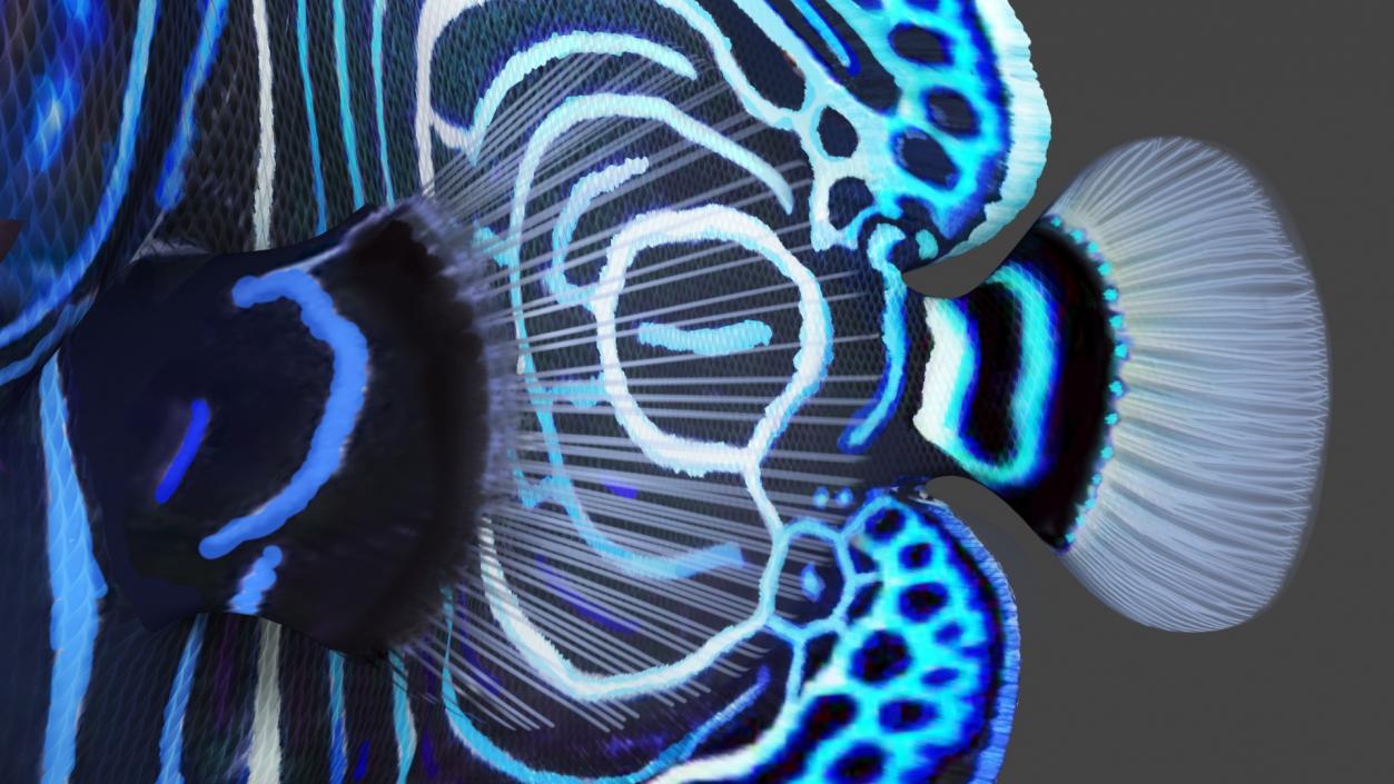 3D Pomacanthus Imperator Fish