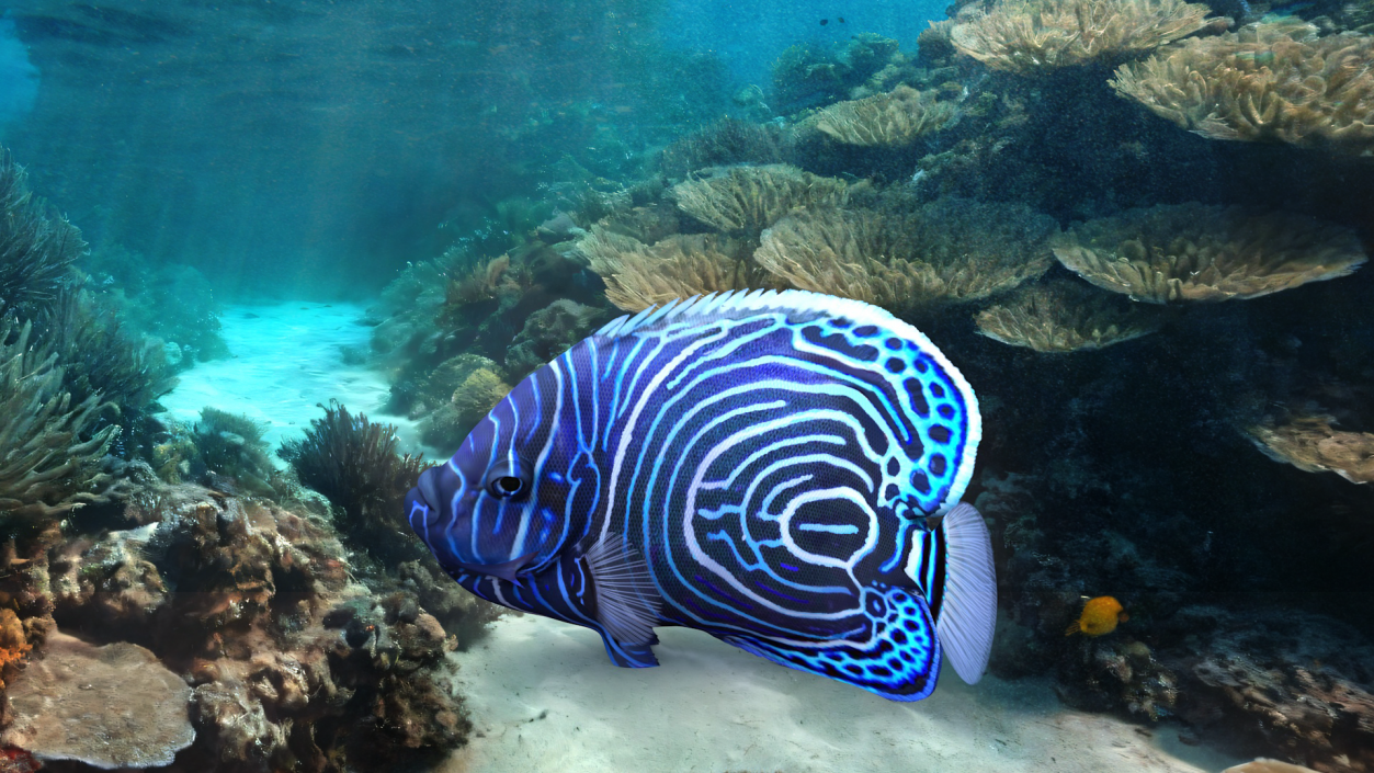 3D Pomacanthus Imperator Fish