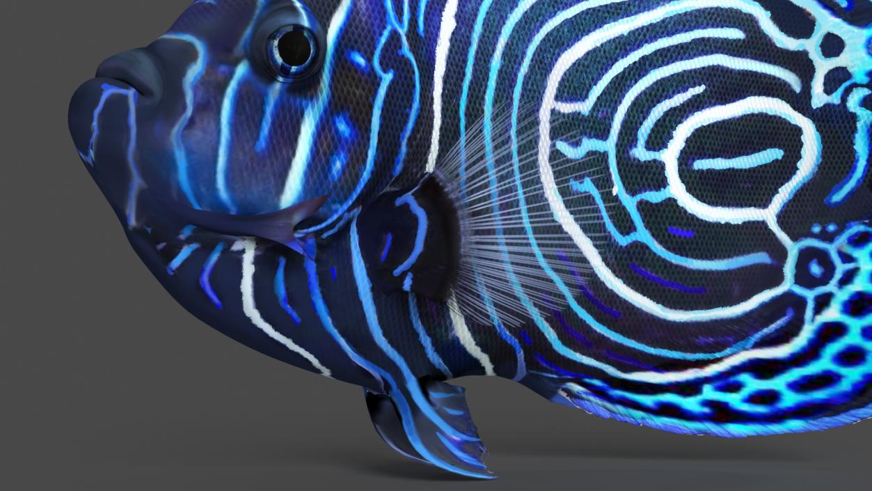 3D Pomacanthus Imperator Fish