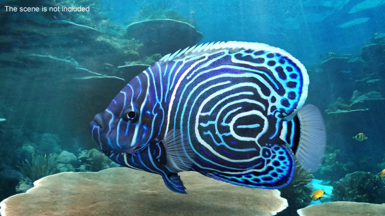 3D Pomacanthus Imperator Fish