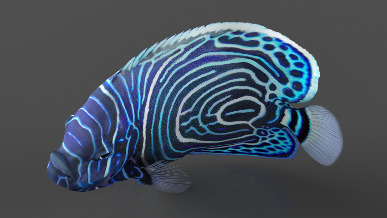 3D Pomacanthus Imperator Fish