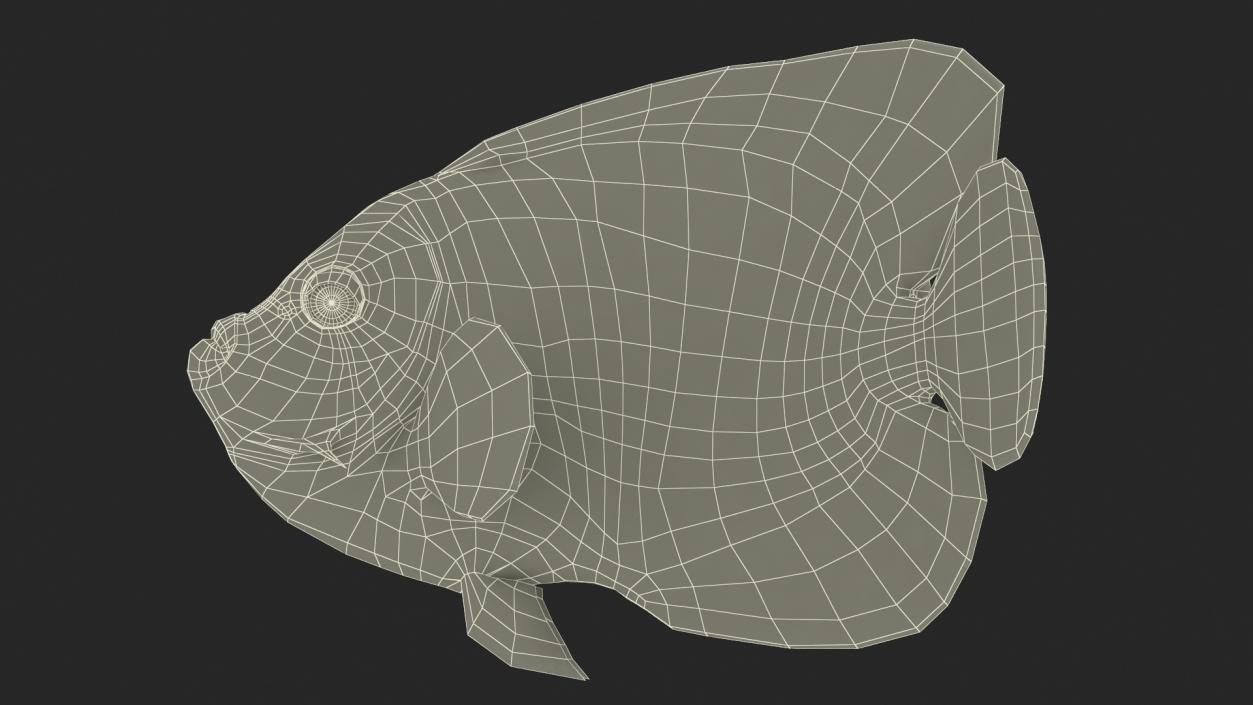 3D Pomacanthus Imperator Fish