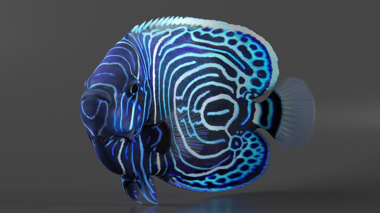 3D Pomacanthus Imperator Fish