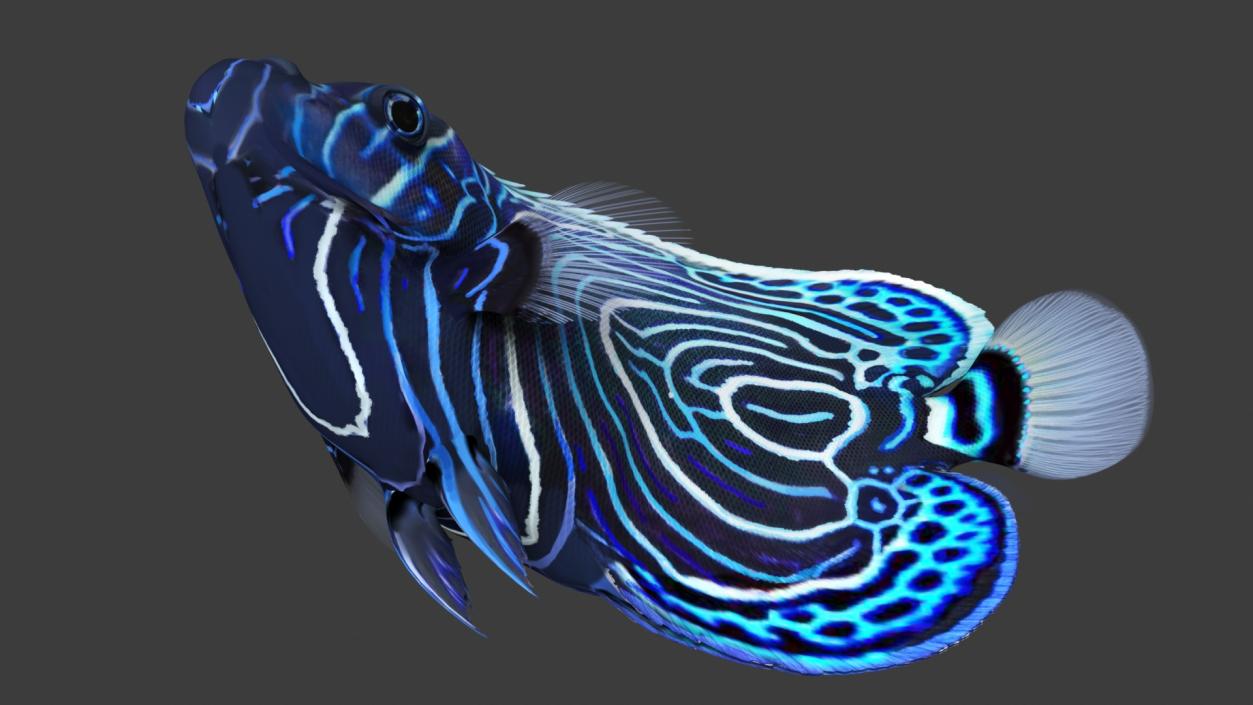 3D Pomacanthus Imperator Fish