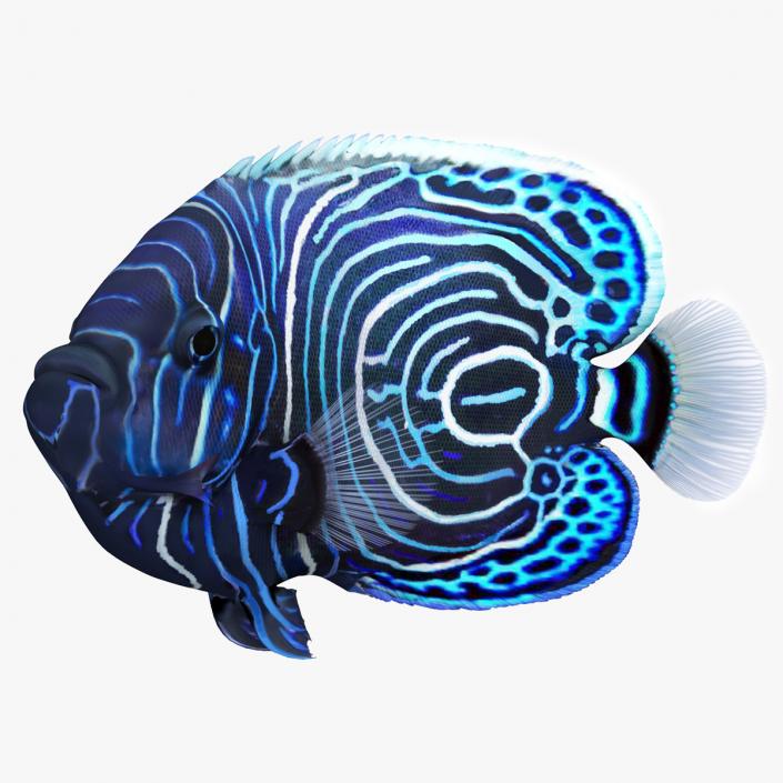 3D Pomacanthus Imperator Fish