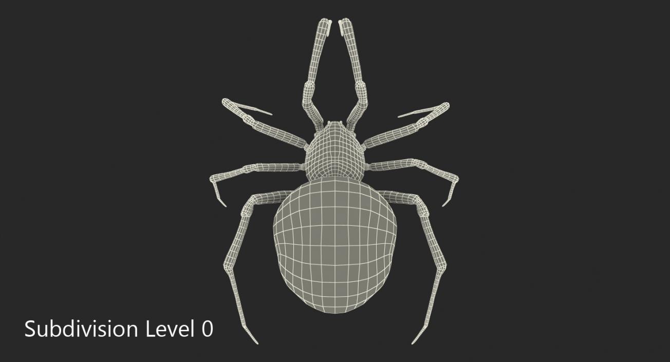 Black Widow Spider Rigged with Fur 3D model