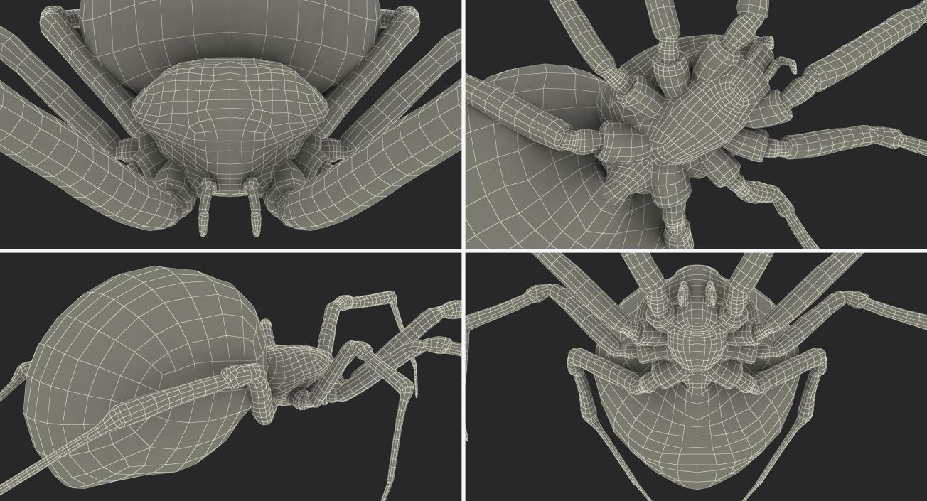 Black Widow Spider Rigged with Fur 3D model