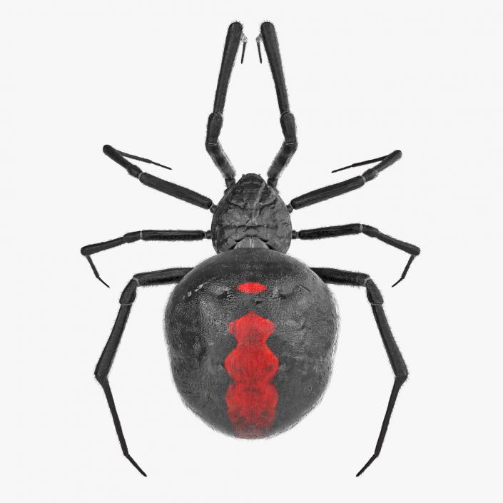 Black Widow Spider Rigged with Fur 3D model