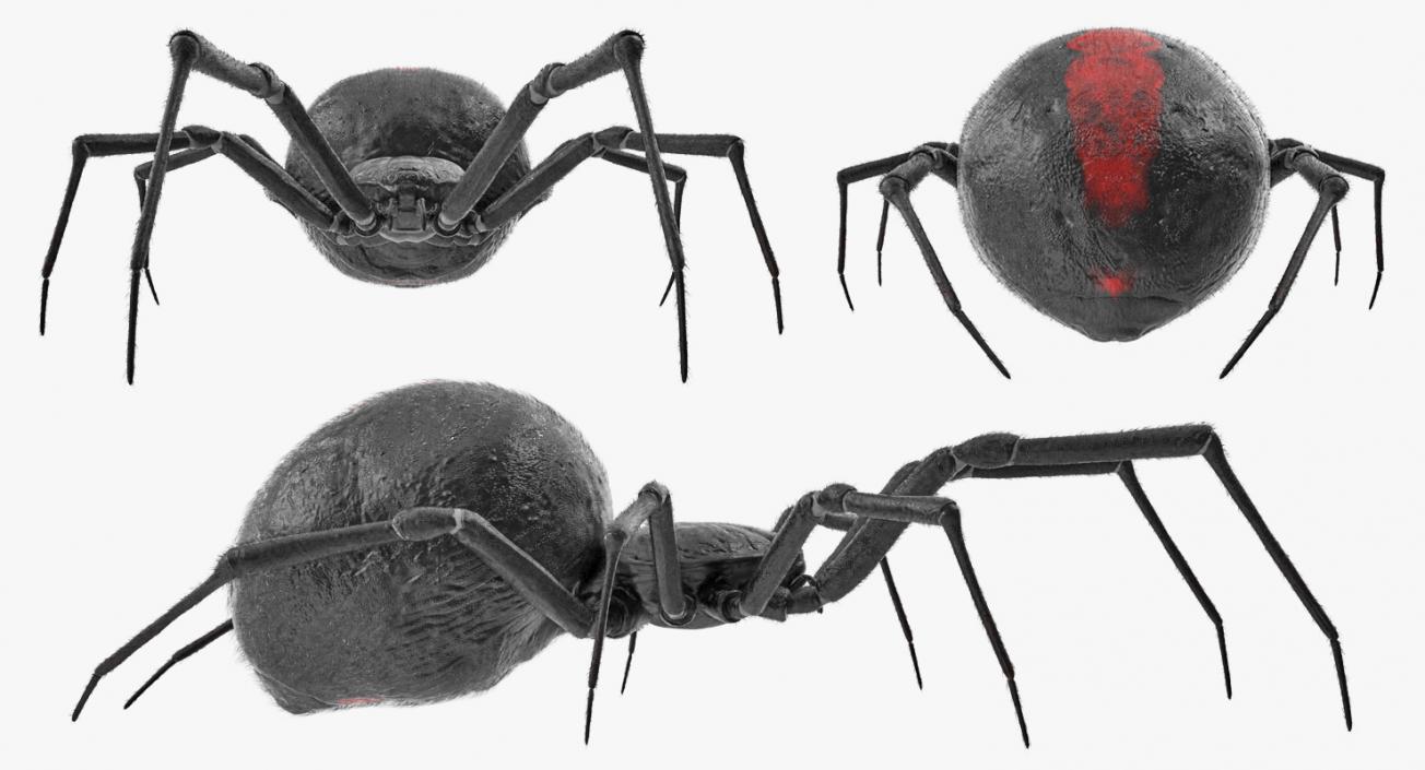 Black Widow Spider Rigged with Fur 3D model