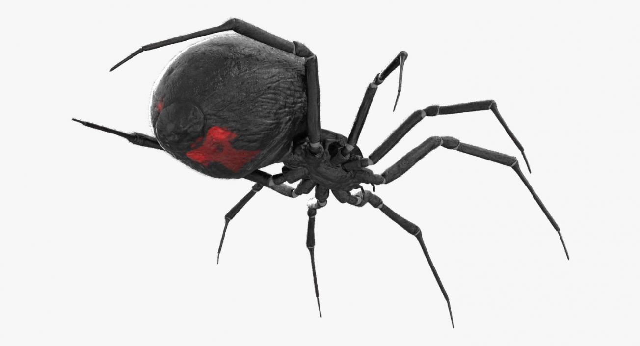 Black Widow Spider Rigged with Fur 3D model