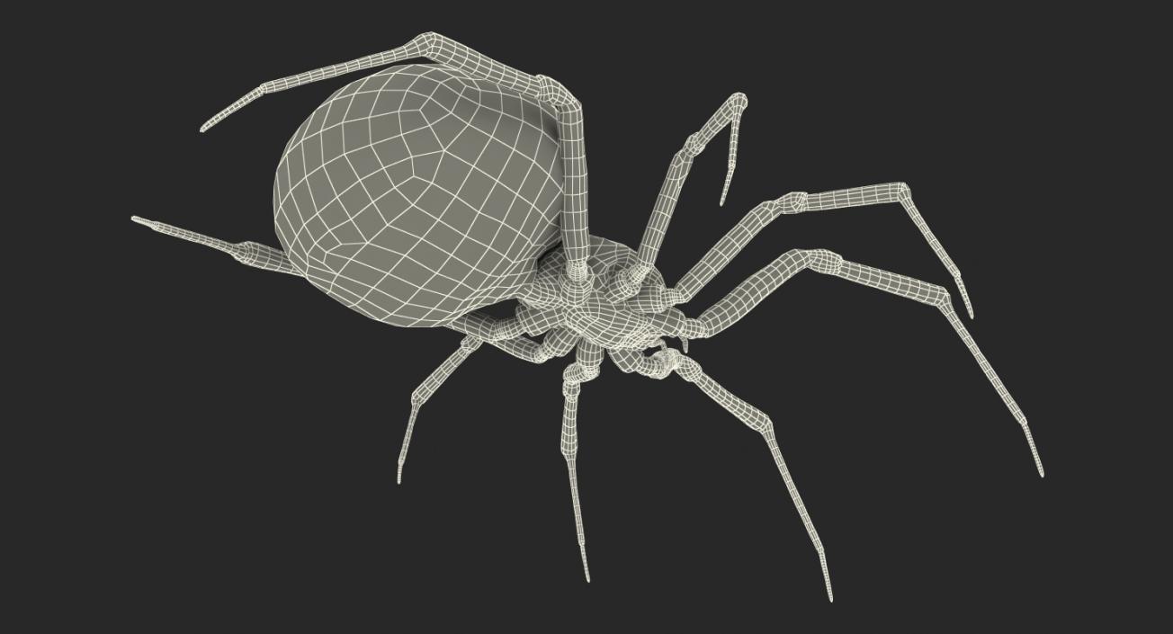 Black Widow Spider Rigged with Fur 3D model