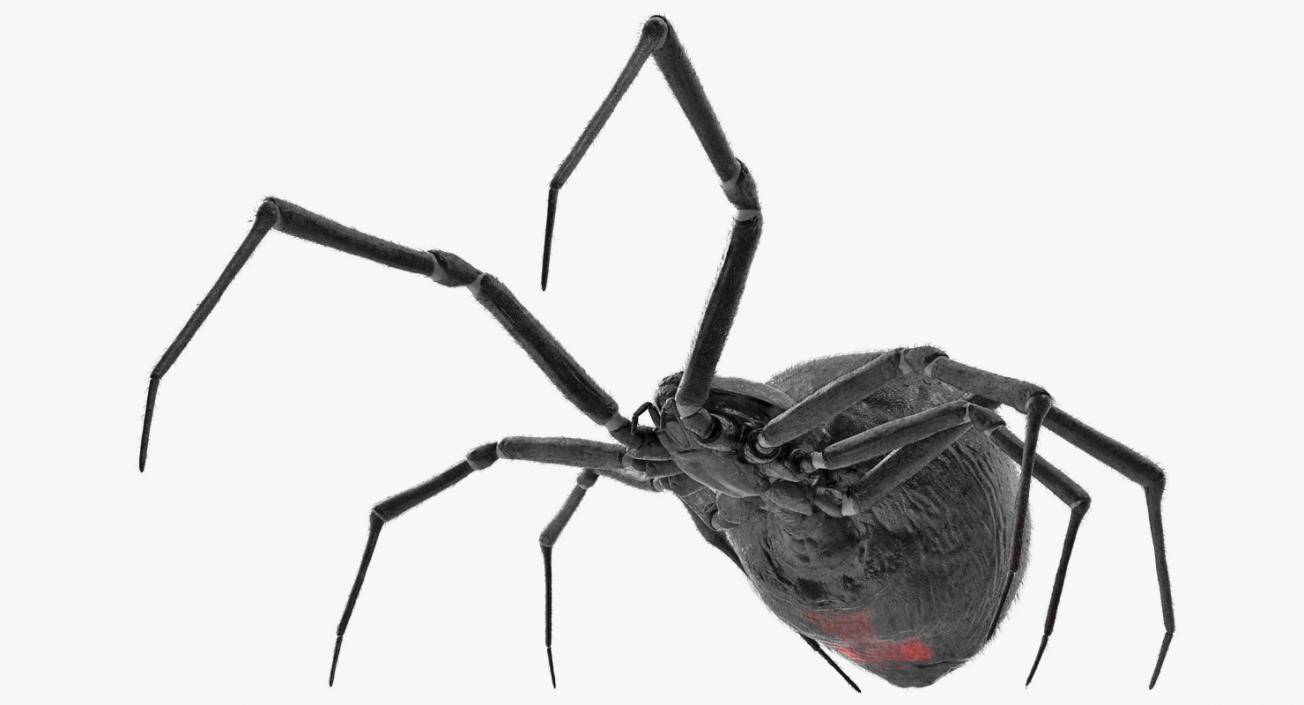 Black Widow Spider Rigged with Fur 3D model