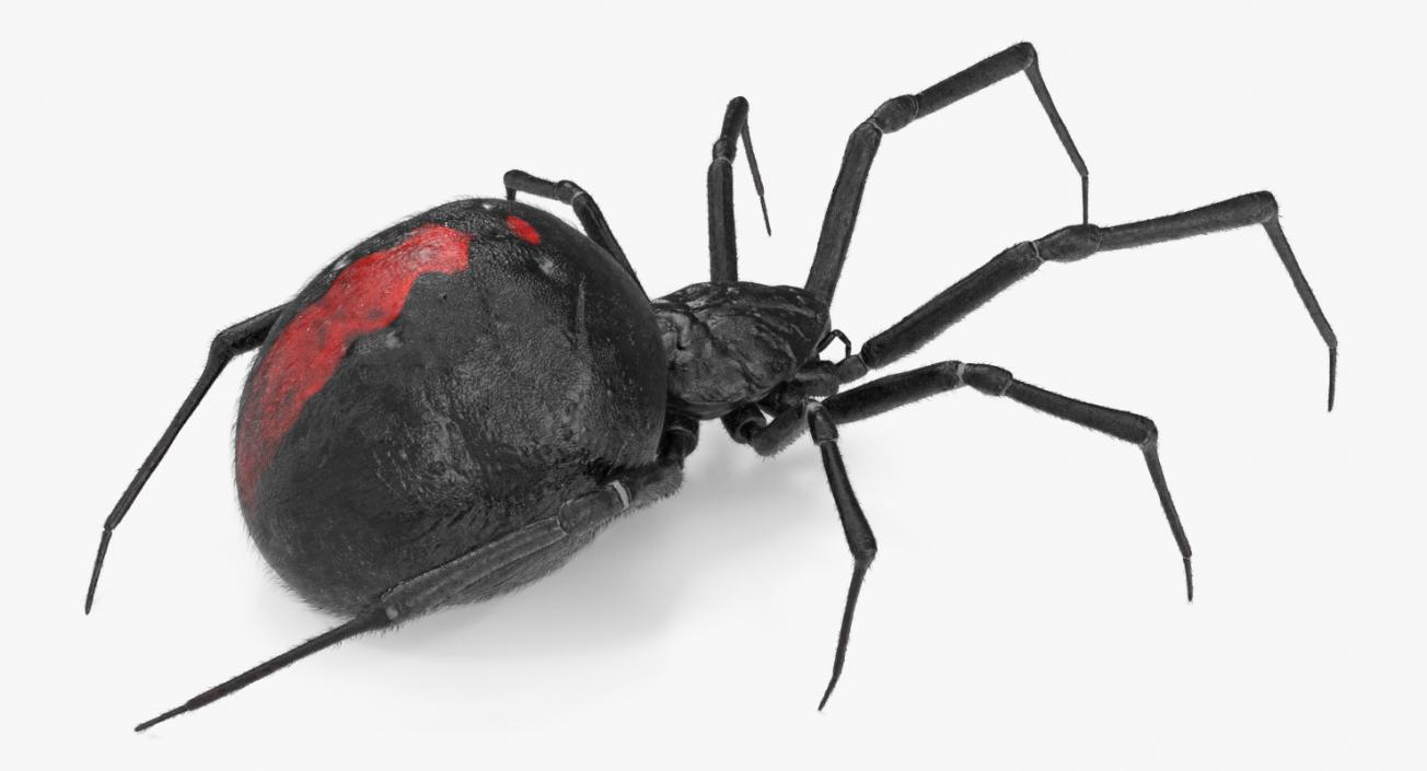 Black Widow Spider Rigged with Fur 3D model