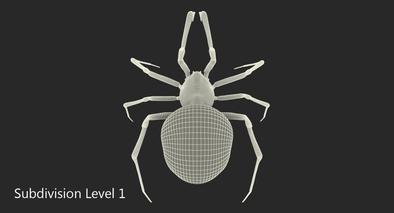 Black Widow Spider Rigged with Fur 3D model