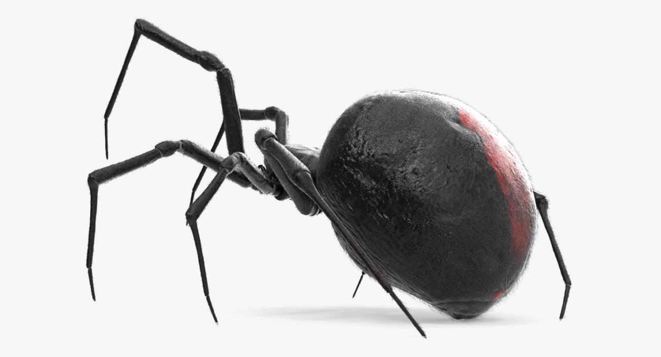 Black Widow Spider Rigged with Fur 3D model