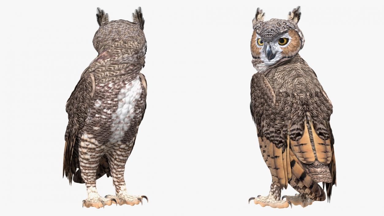 Owls Rigged Collection 3D