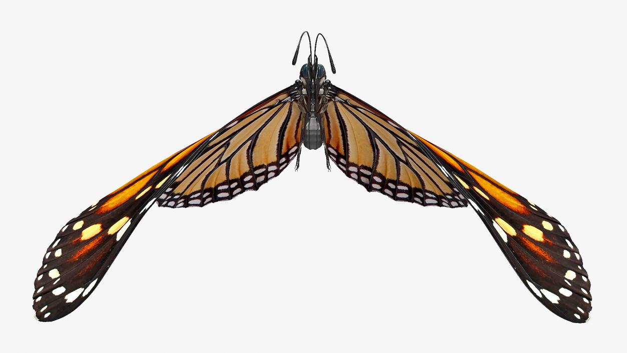 3D model Animated Flying Monarch Butterfly Rigged