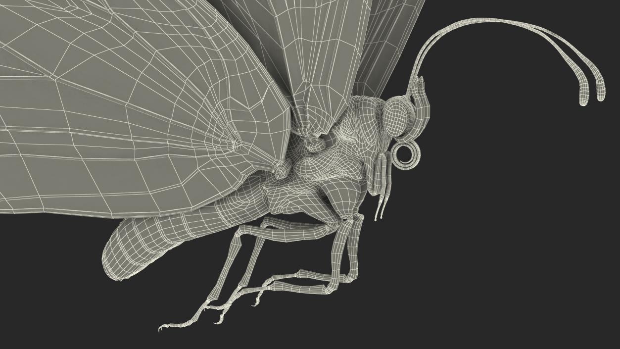 3D model Animated Flying Monarch Butterfly Rigged