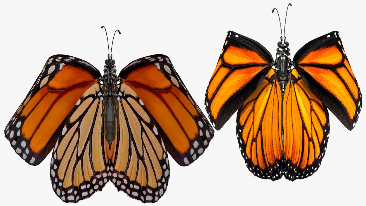 3D model Animated Flying Monarch Butterfly Rigged