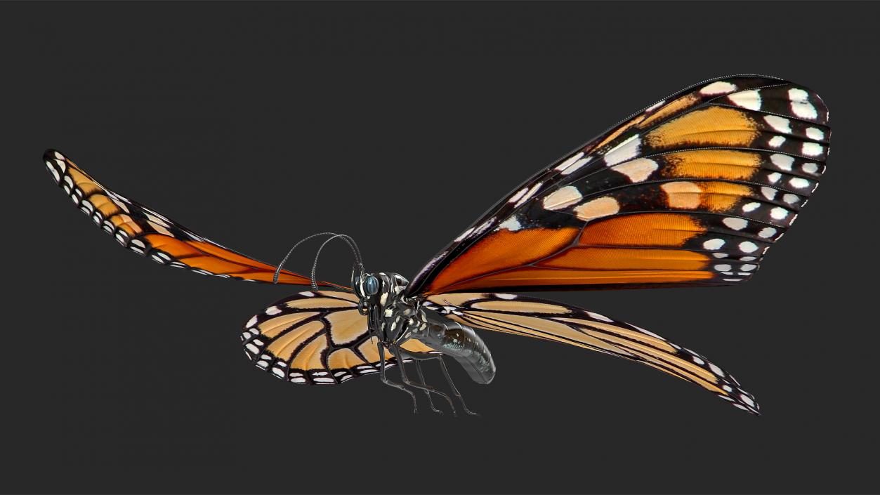 3D model Animated Flying Monarch Butterfly Rigged