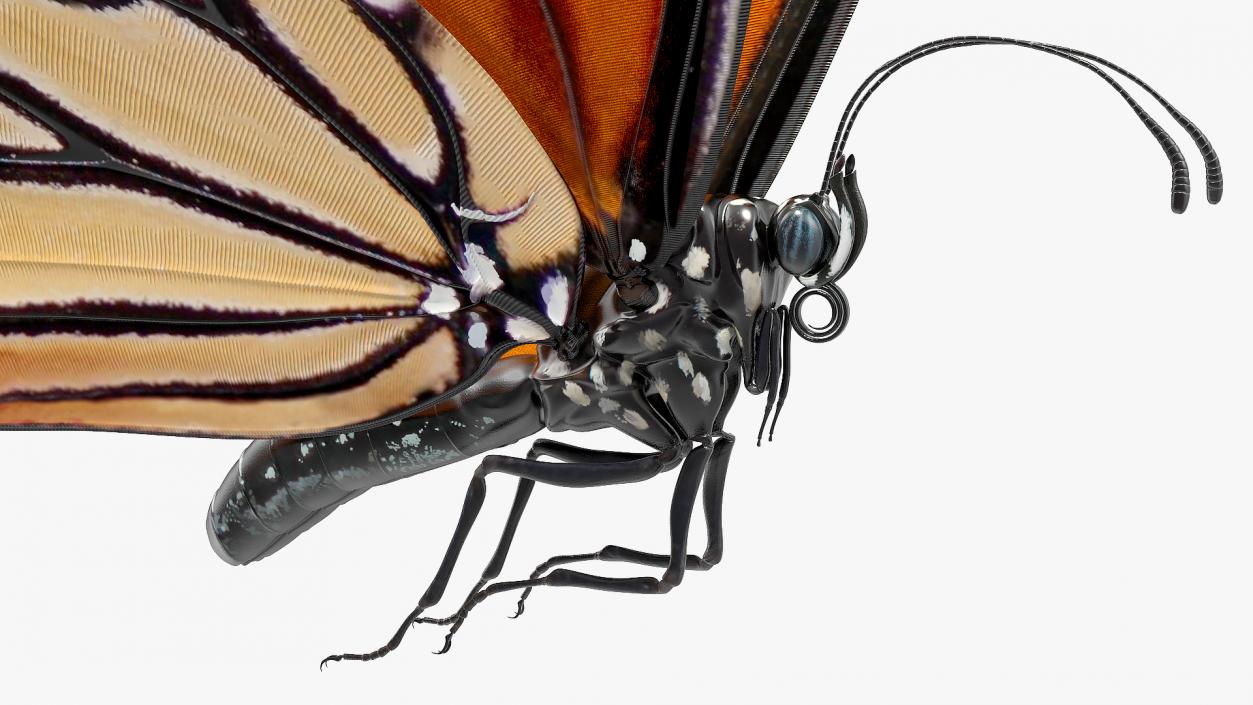 3D model Animated Flying Monarch Butterfly Rigged