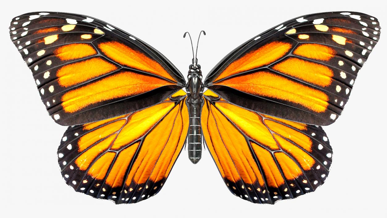 3D model Animated Flying Monarch Butterfly Rigged