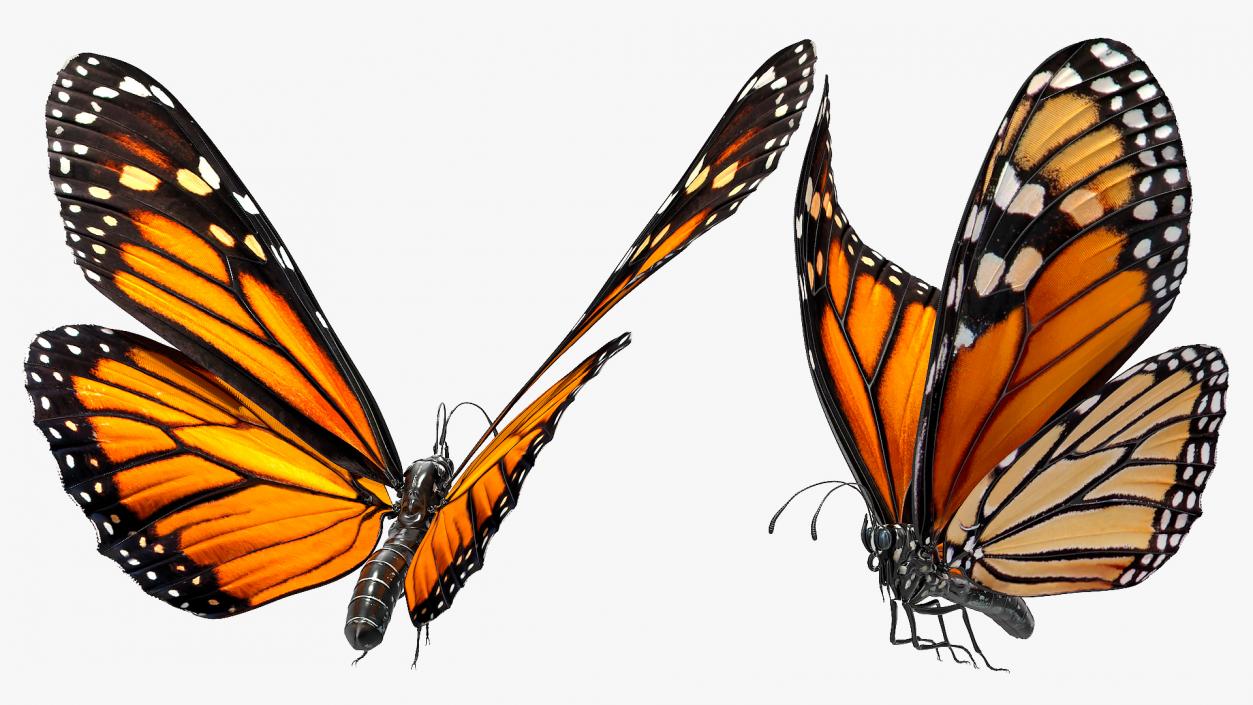 3D model Animated Flying Monarch Butterfly Rigged